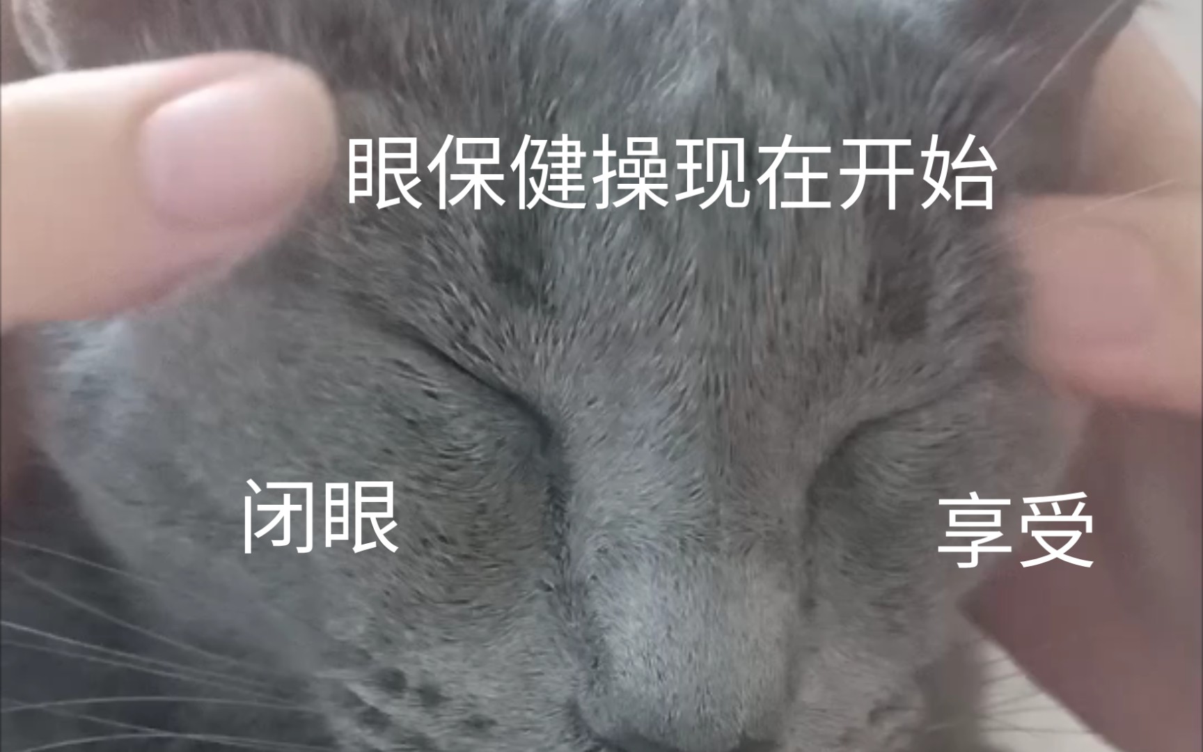 【俄蓝是个超模】一个会享受的猫儿,首先要做眼保健操哔哩哔哩bilibili