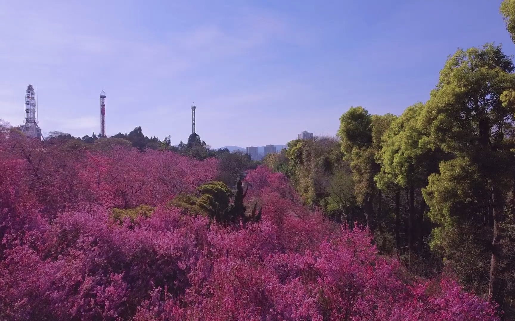 大疆mini2 昆明圆通山樱花开咯