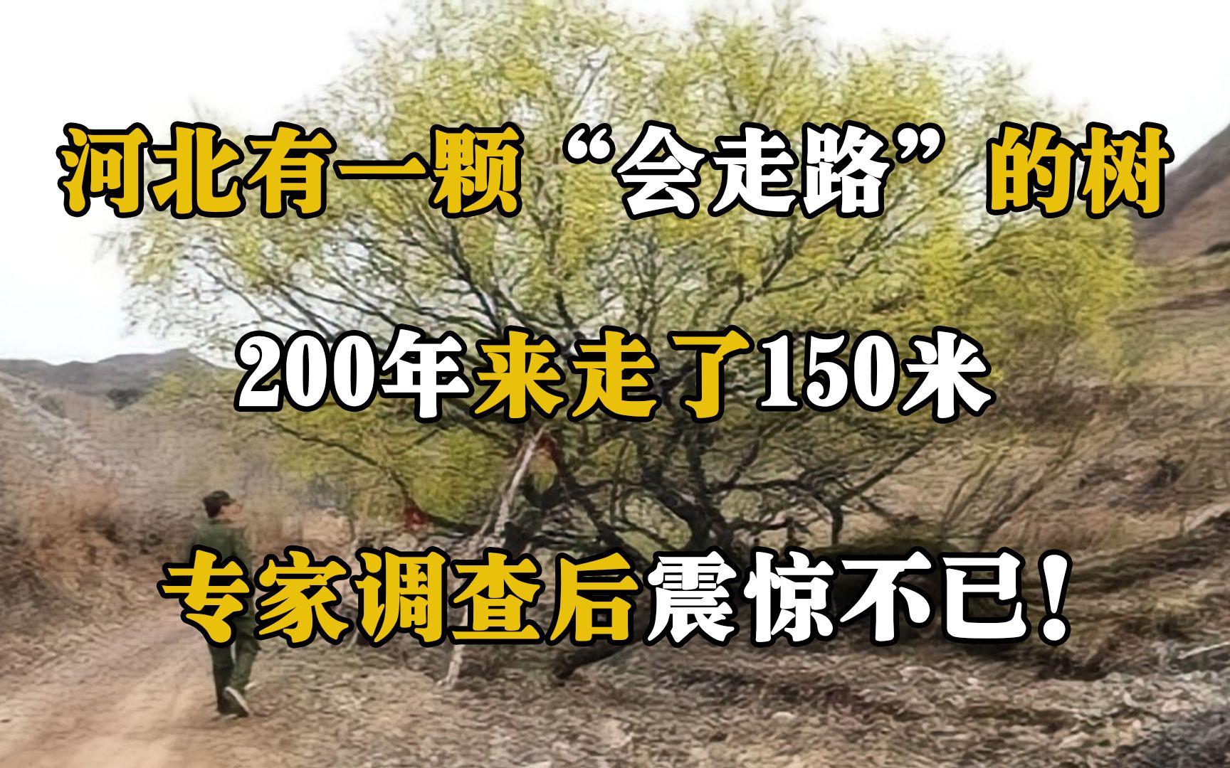 河北有一颗“会走路”的树,200年走了150米,专家调查后震惊不已哔哩哔哩bilibili