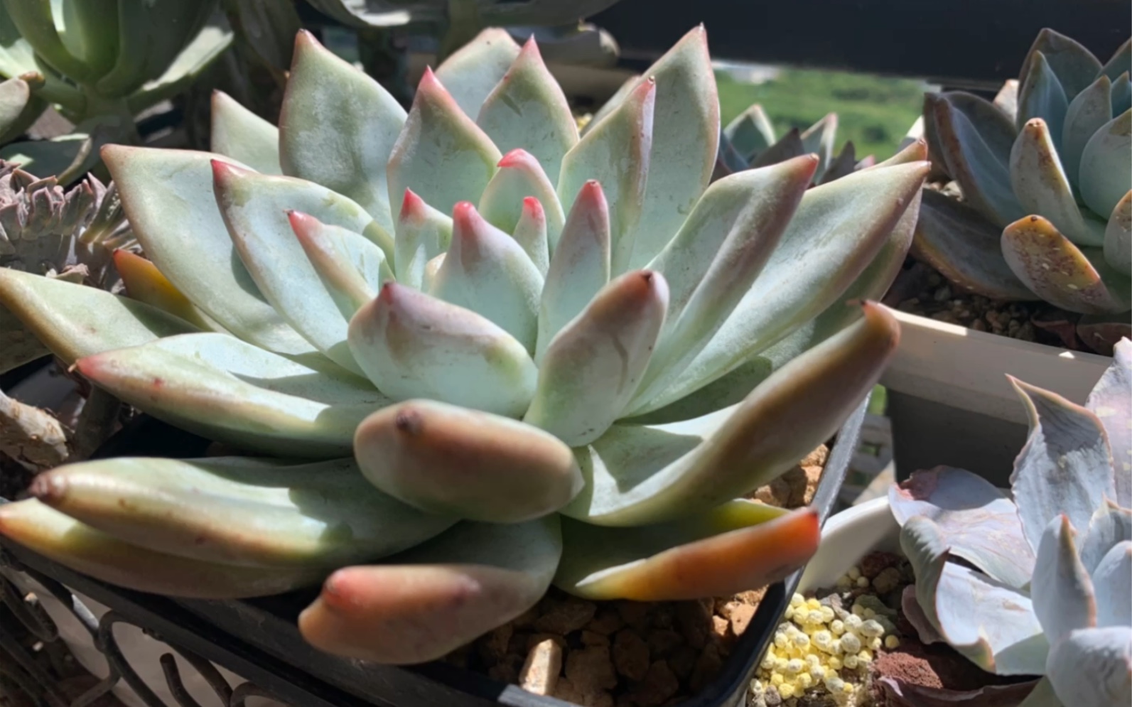 【多肉开箱28】开箱冷门品种北极熊～真的像个熊样耶～橙梦露必不可少