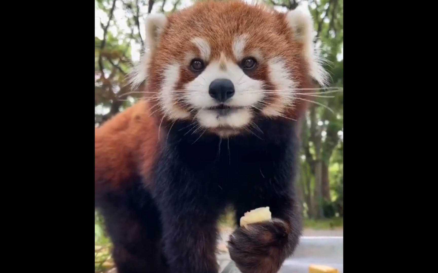 小熊猫怼脸拍!吃苹果太可爱啦!想不想养一只!