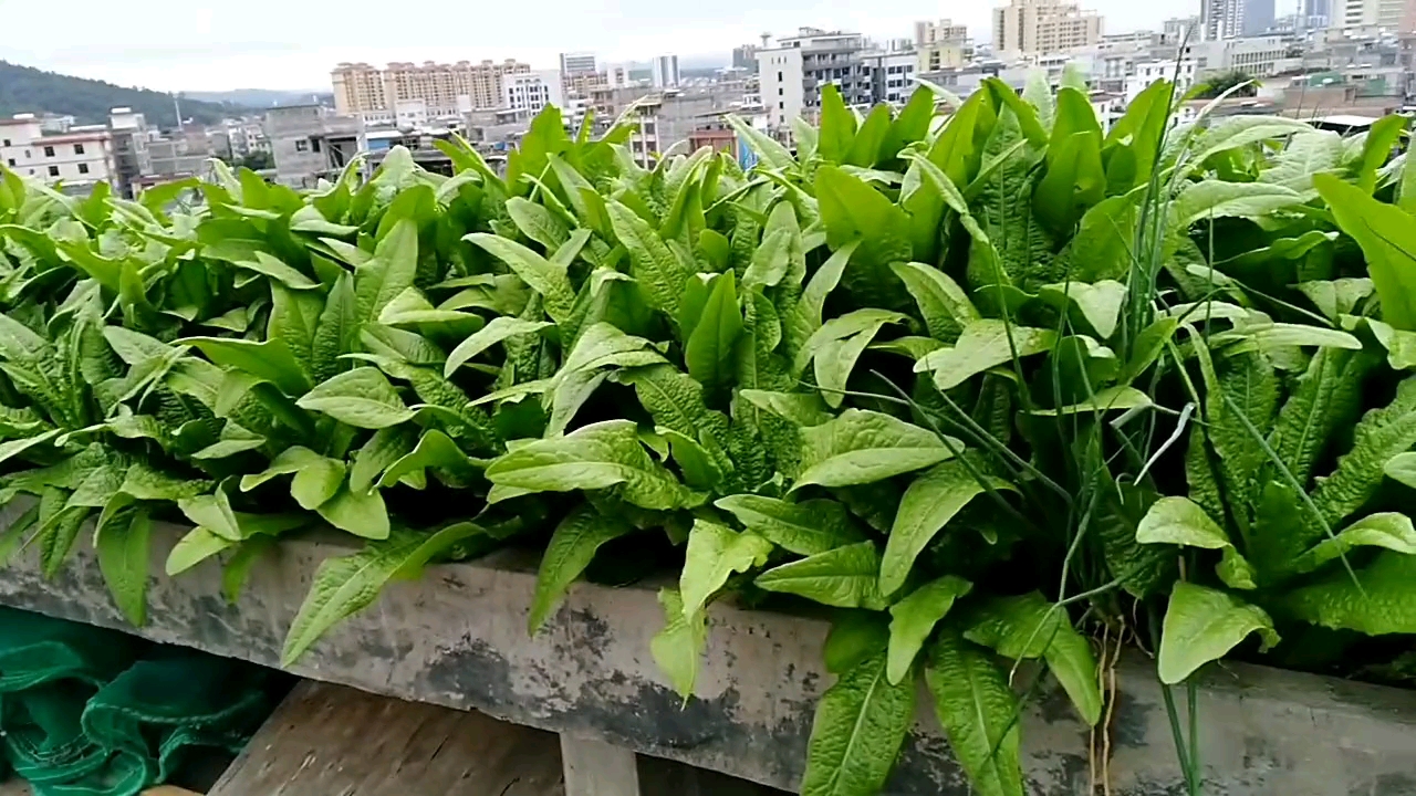 七楼楼顶的小菜园,有羡慕的吗?