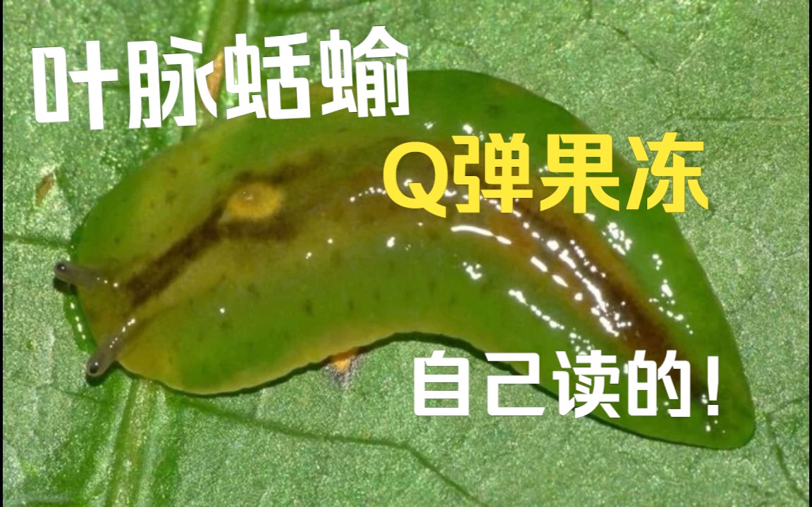 Q弹如果冻,陆生蛞蝓的颜值担当:叶脉蛞蝓科【睡前软体动物学305】哔哩哔哩bilibili