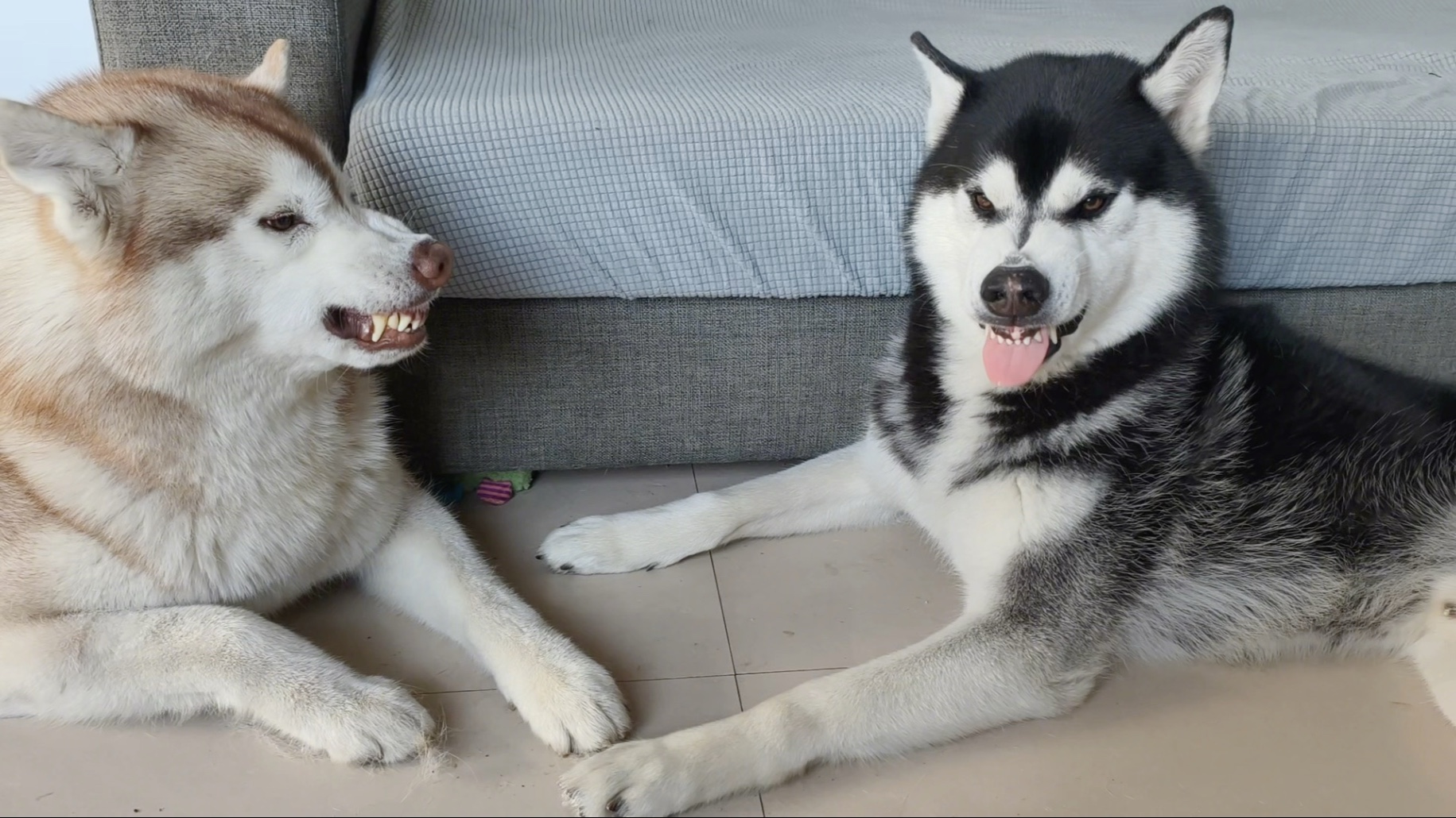 欢迎观看呲牙搞笑二狗组