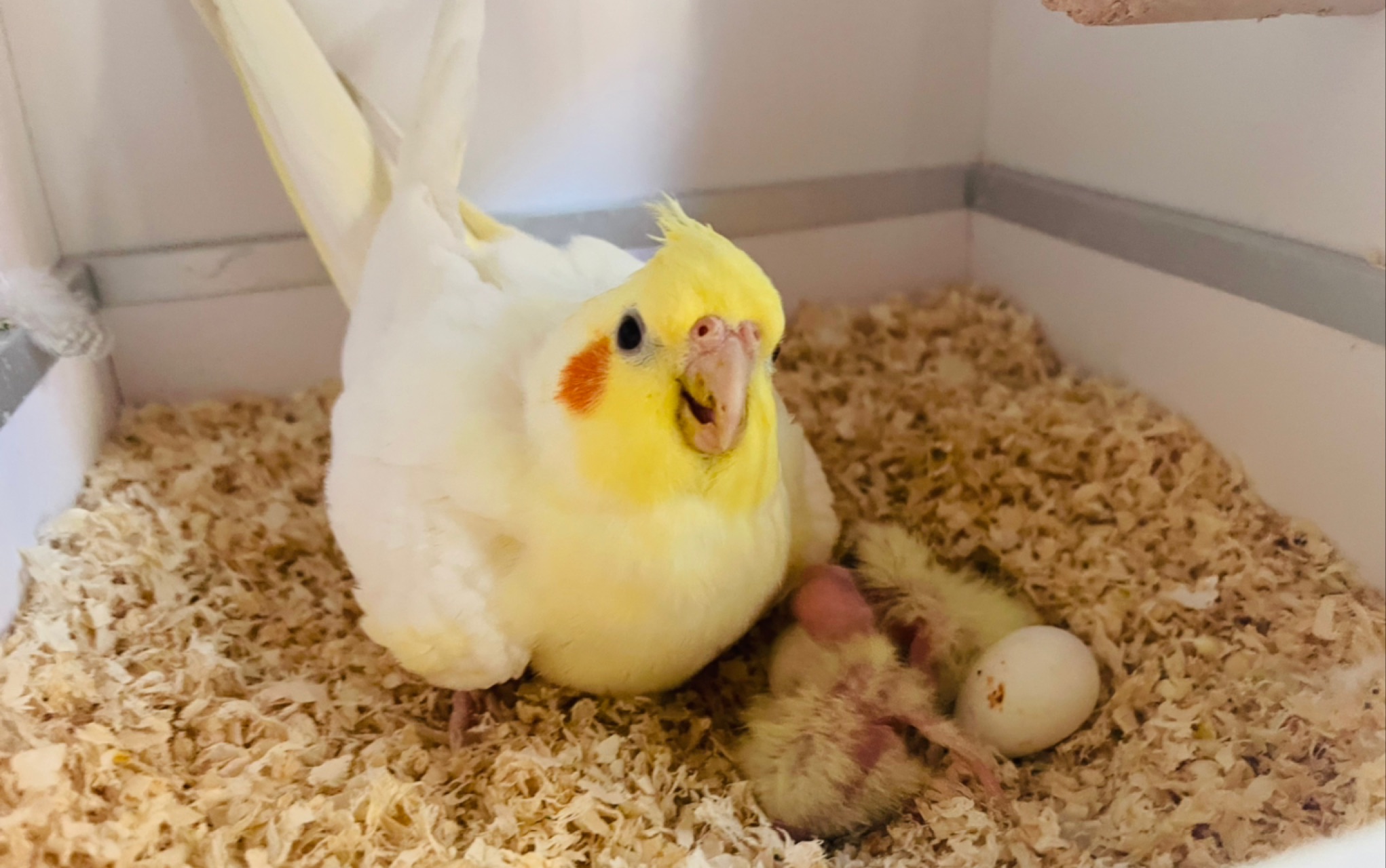 5.7玄鳳鸚鵡哆哆和花花的第二個蛋寶寶成功破殼!