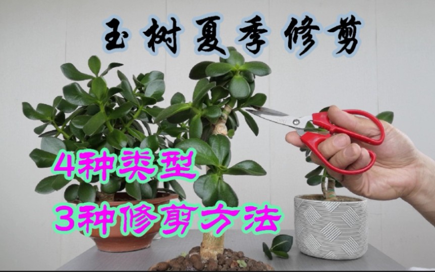 [图]园艺师教你：玉树，夏季怎样修剪？4种类型，3种修剪方法！新手快来看看