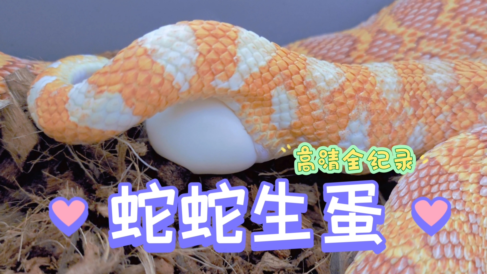 揭秘自然奥秘:蛇是如何生蛋的