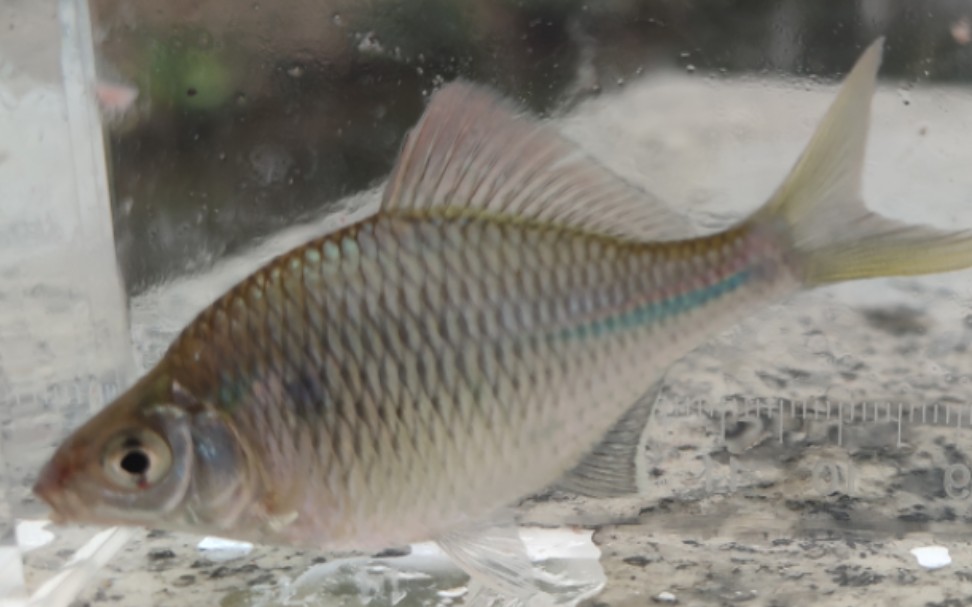 野采原生鱼 大鳍鱊