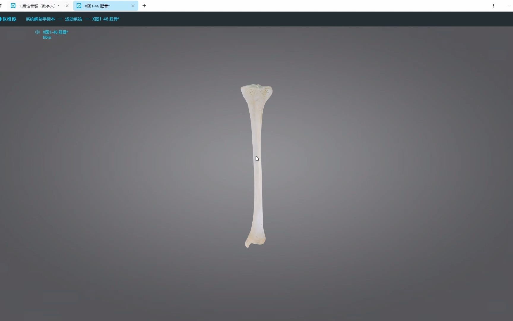 【医维度解剖app】胫骨哔哩哔哩bilibili