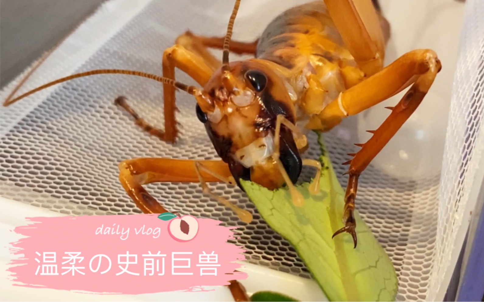 【精彩瞬间】西海岸丛林巨树沙螽Hemideina broughi若虫取食叶片哔哩哔哩bilibili