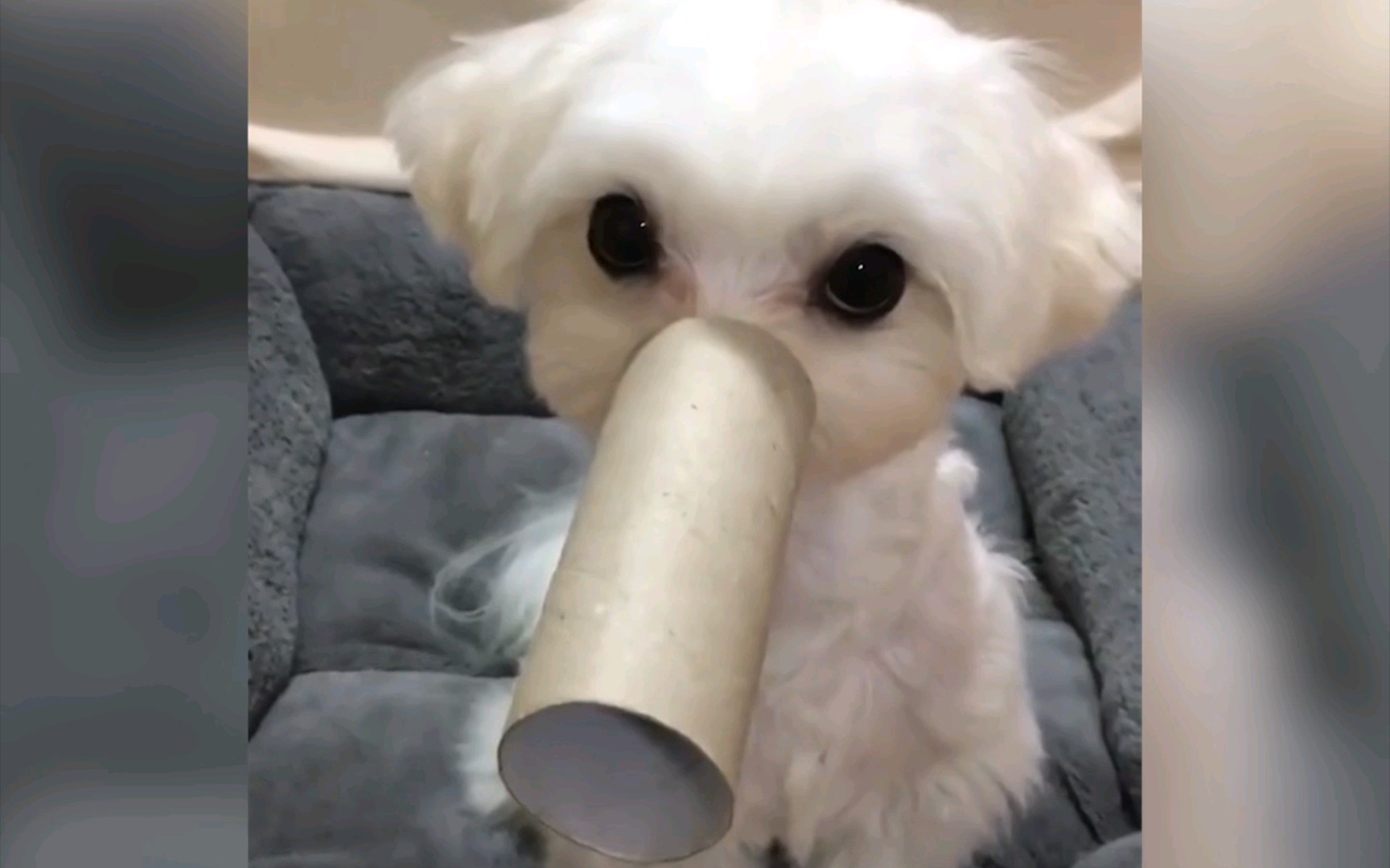 【沙雕萌宠】第九弹,我家的狗子成精了!_哔哩哔哩_bilibili