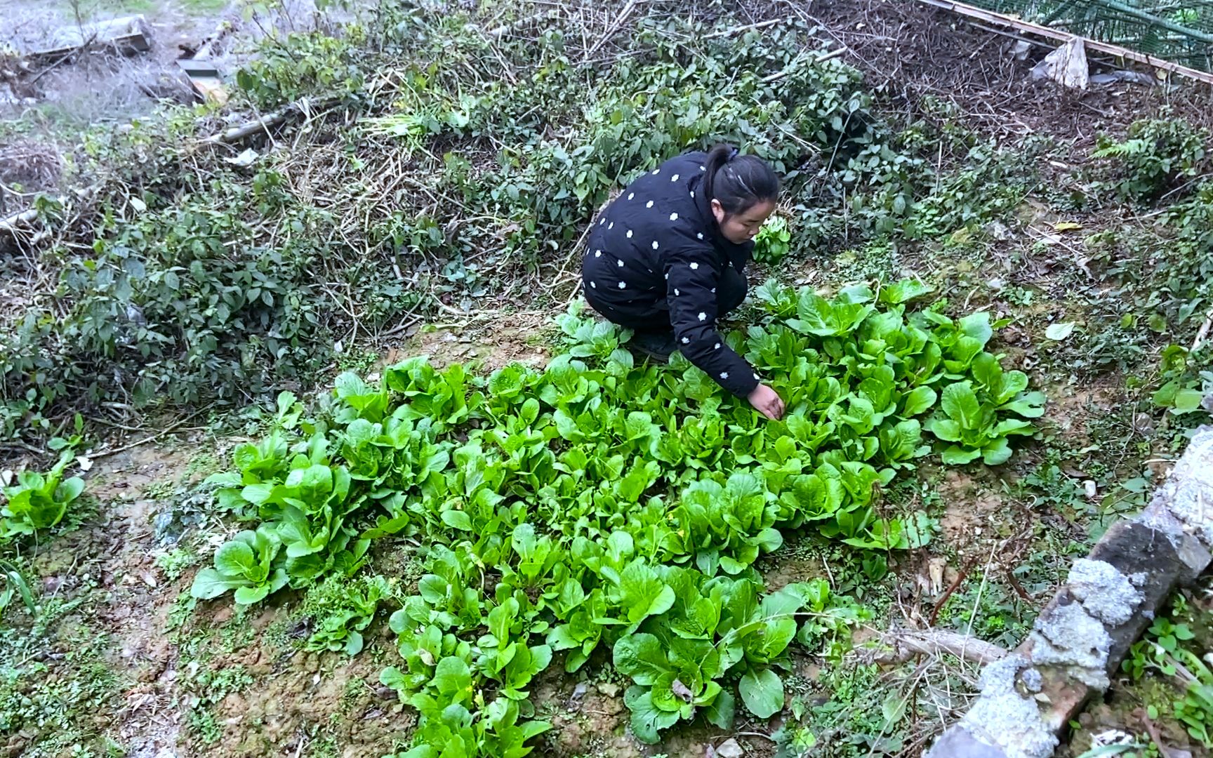 肥腊肉炒这种菜吃起来才不油腻,很少人这样炒腊肉哔哩哔哩bilibili