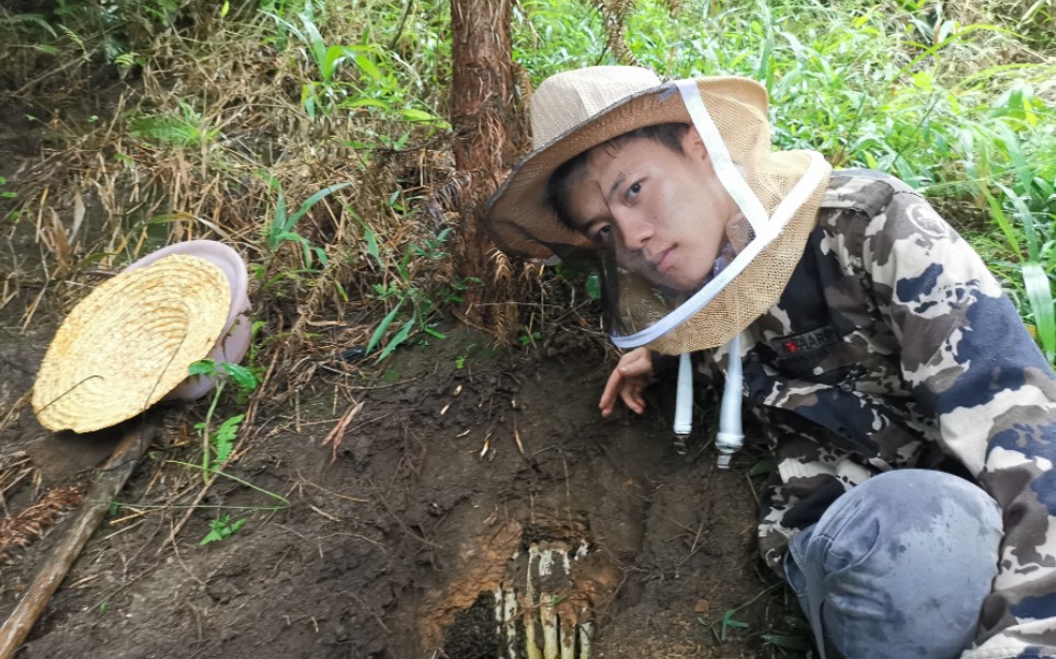 广西深山发现一窝野生蜜蜂,小伙挖开后惊喜连连,全程高能!哔哩哔哩bilibili