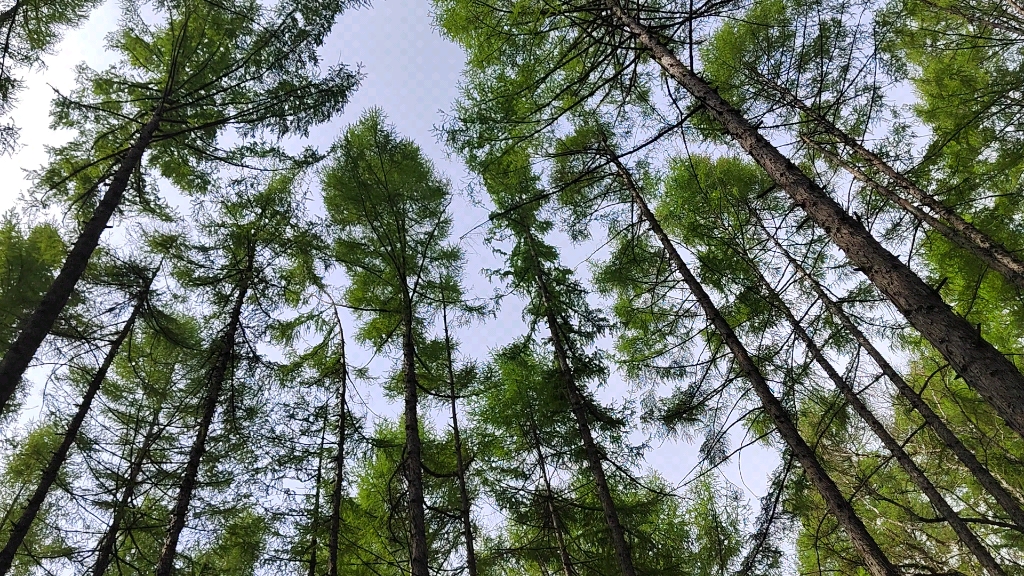 长白山落叶松林