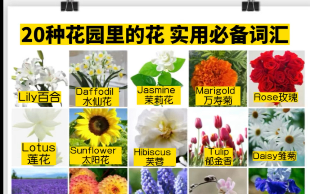 [图]20种花园里的花｜日常实用｜必备词汇积累积累12