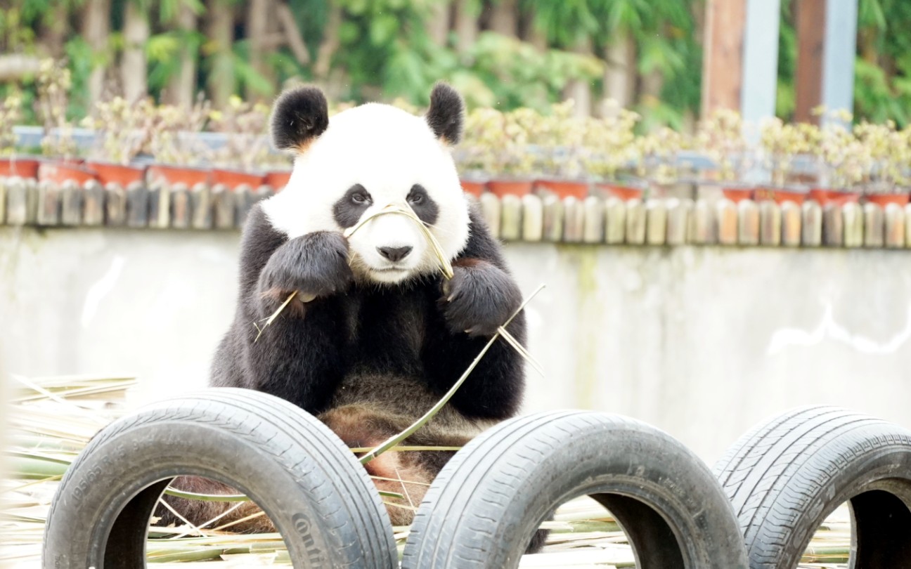 大熊猫 苏星 铁头帮主顽皮到把自己吓了一跳_哔哩哔哩_bilibili