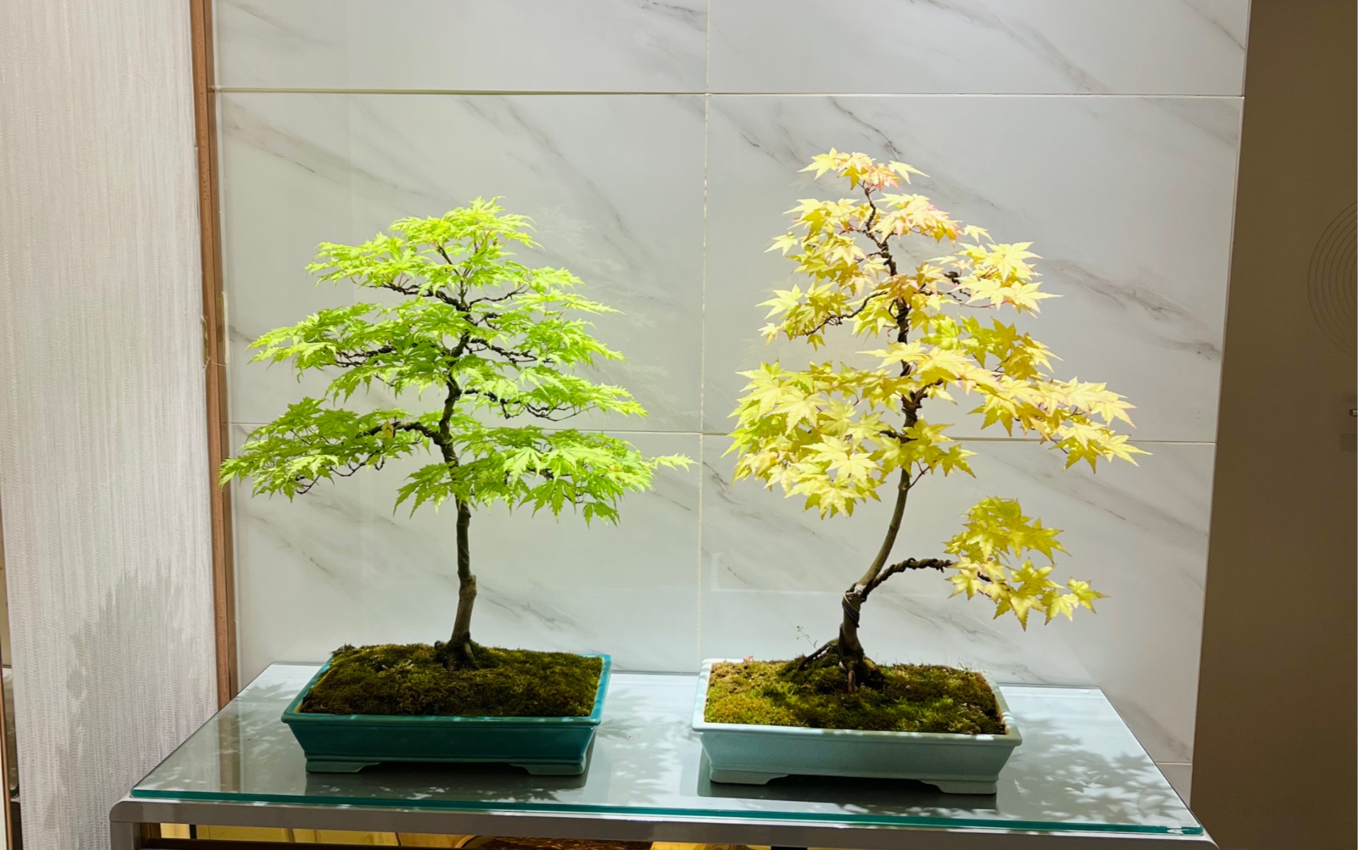 枫树修剪造型上