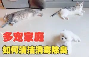 Tải video: 2猫1狗的多宠家庭，我是如何做日常清洁，保持无毛、无螨、无异味的？