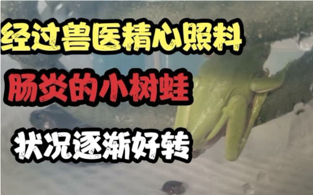 树蛙肠胃炎症状图片