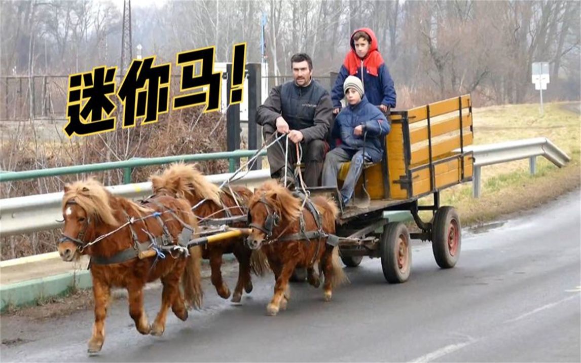 三只小马拉车,百公里0个油,场面可爱又呆萌!