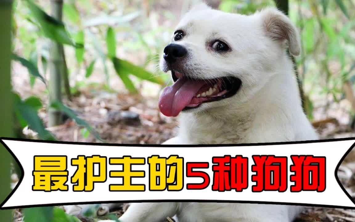 最护主的,5种狗狗!