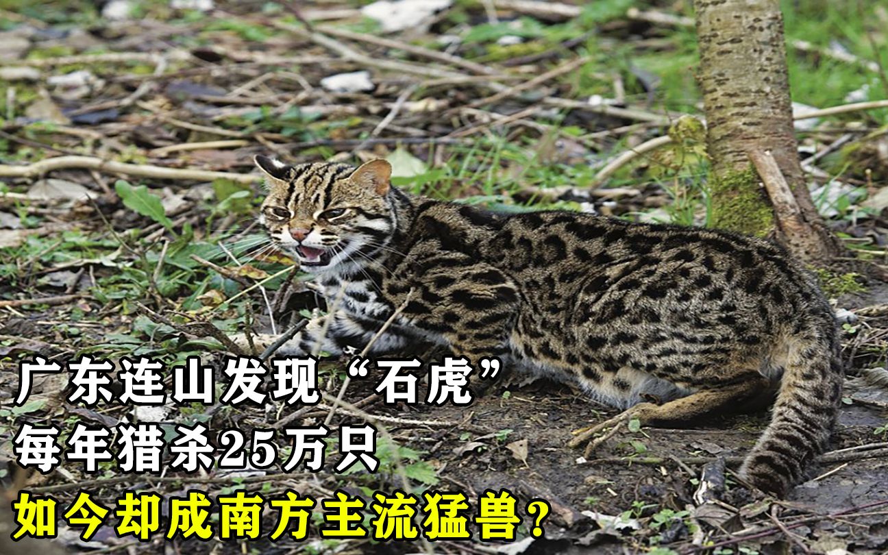 石虎药材功效价格(石虎药材:功效价值高,价格实惠)