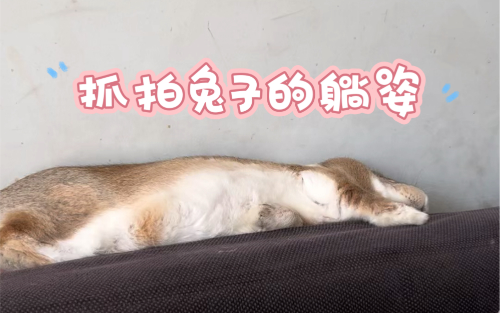 【兔八哥】抓拍到的软萌兔子躺姿
