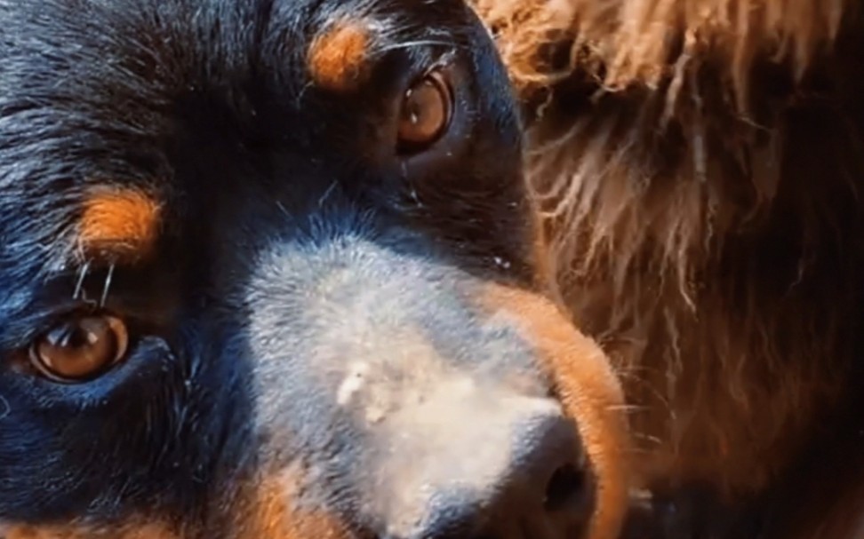 "放黑豹"@豫西小丁