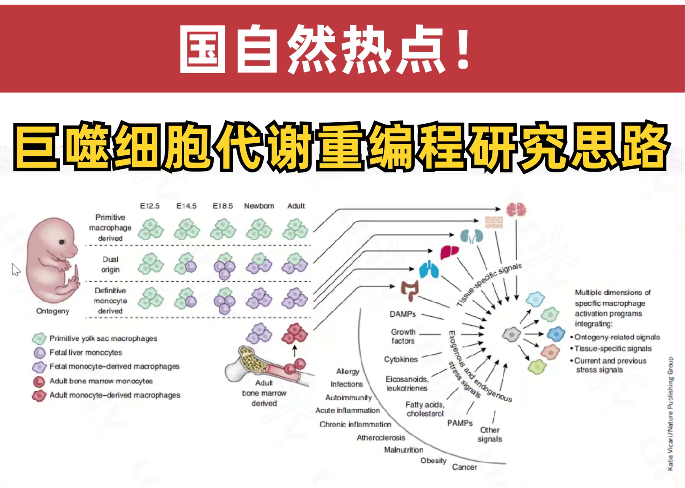 2024国自然热点!巨噬细胞代谢重编程研究思路重磅分享哔哩哔哩bilibili