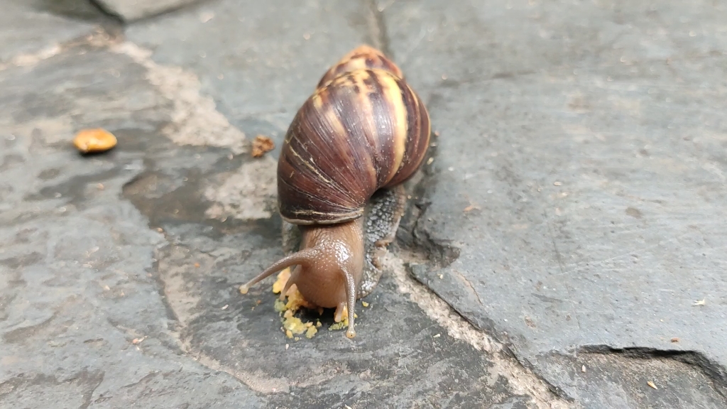 广州动物园的蜗牛