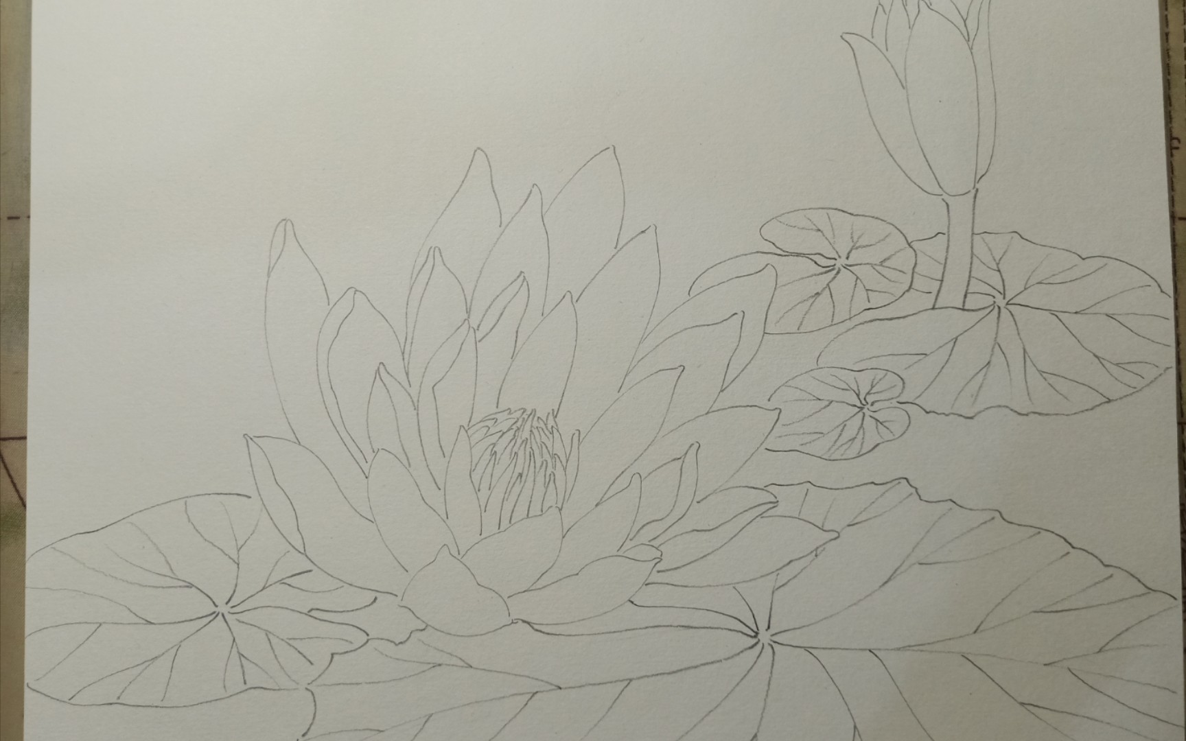 手绘睡莲这次是只用铅笔的懒人