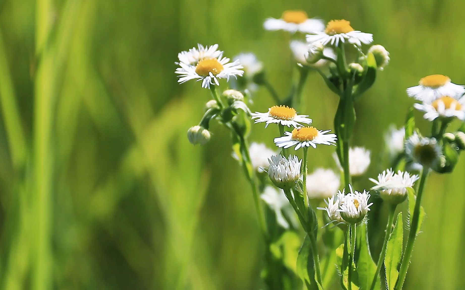 纯音乐down by the sally gardens(莎莉花园)david nevue_哔哩哔哩