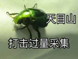 Descargar video: 浅谈天目山立法禁捕昆虫