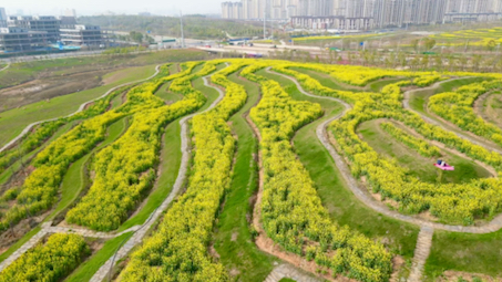 航拍光谷中央生态大走廊油菜花梯田,风景美如画……哔哩哔哩bilibili