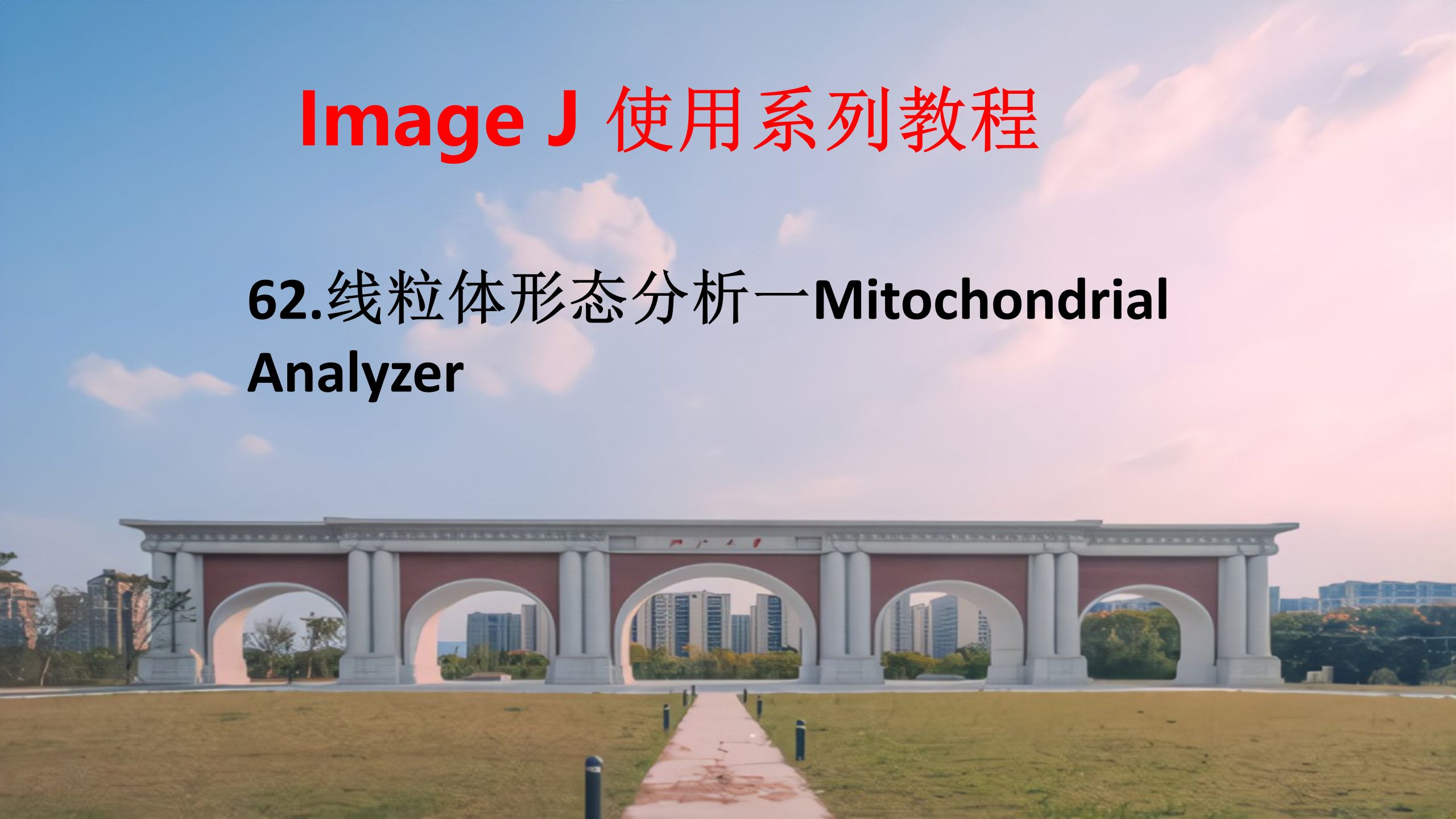 62.线粒体形态分析(Mitochondrial Analyzer)哔哩哔哩bilibili