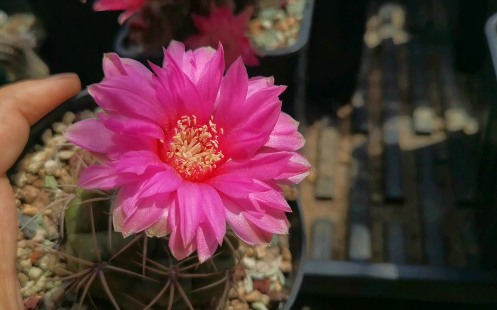 播种带大的美花海王开花了