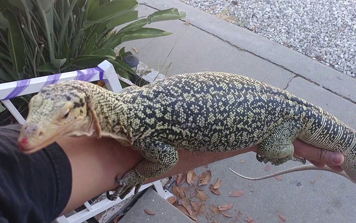 上手成体黄树巨蜥 | varanus melinus | quince monitor(2017.11.22)