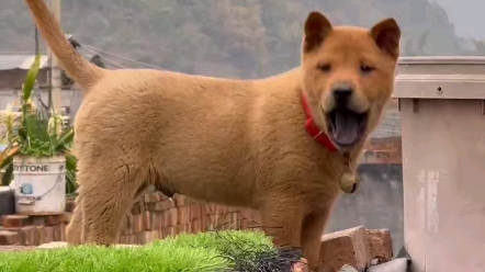 中華田園犬之廣西土獵犬萌寵