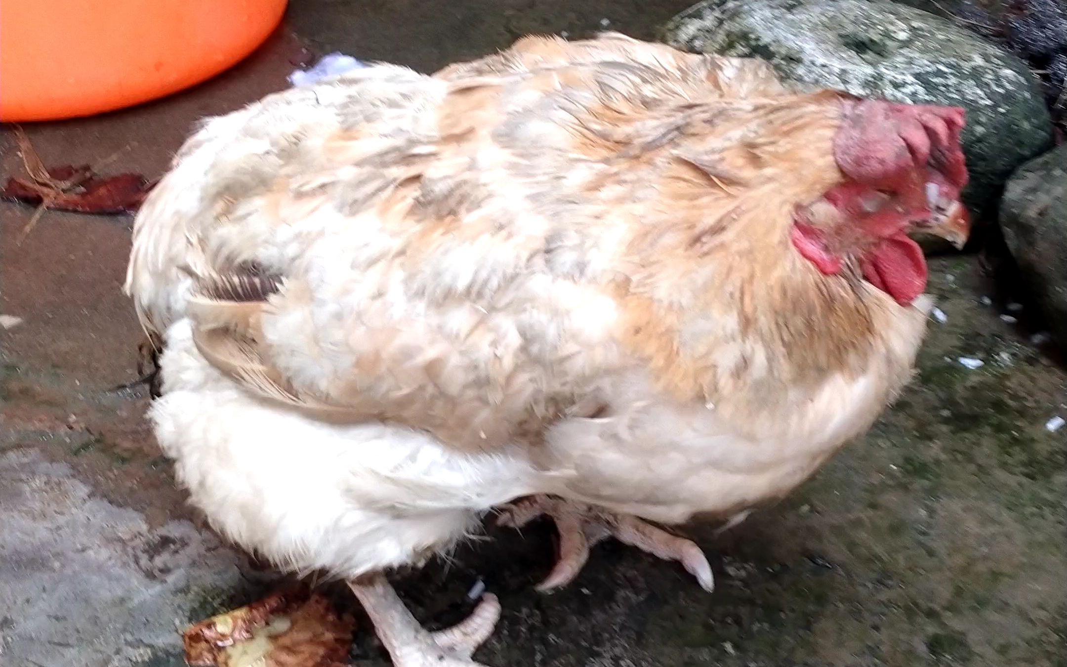 我家的鸡是怎么回事?生病了吗,好几天不吃不动了