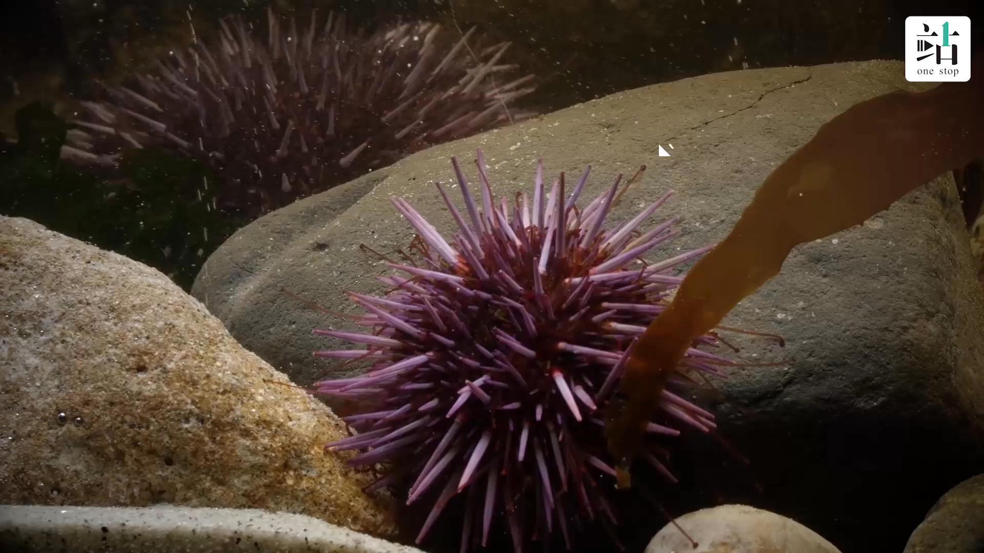 海胆的小秘密知多少