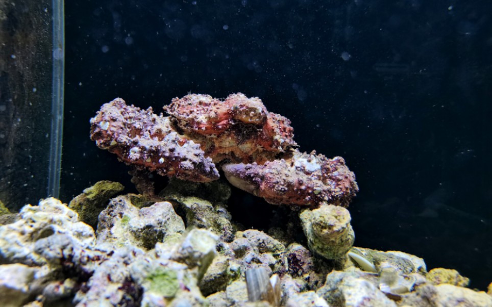 粗糙蚀菱蟹夜间活动记录【健身】