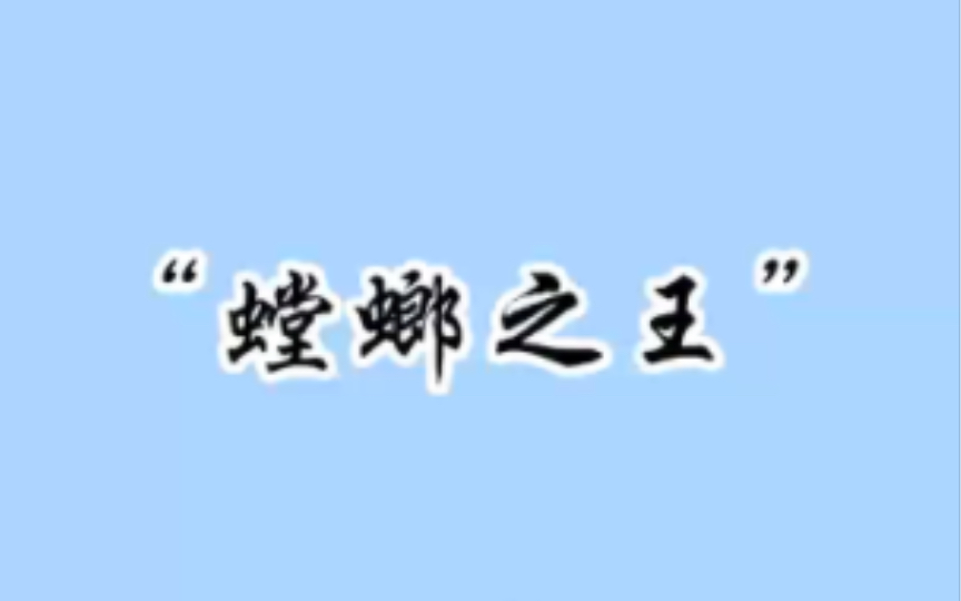 你知道世界上最大的螳螂吗?哔哩哔哩bilibili