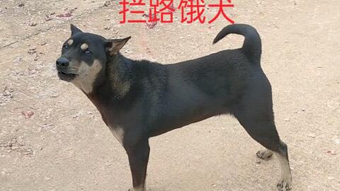 英雄难过美人关 狗子为争夺交配权 回来满身伤 太伤身了 哔哩哔哩 Bilibili 英雄难过美人关 狗子为争夺交配权 回来满身伤 太伤身了 哔哩哔哩 Bilibili