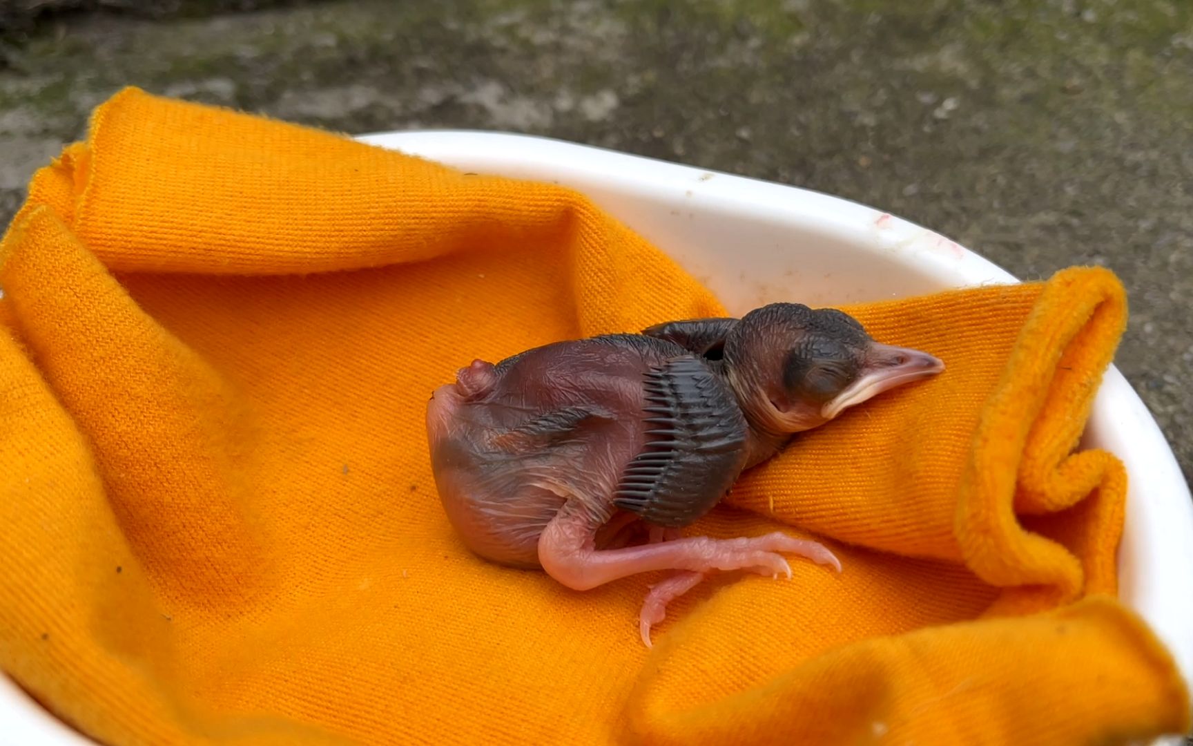 孵化小鸟出壳第六天,小翅膀上长出羽尖