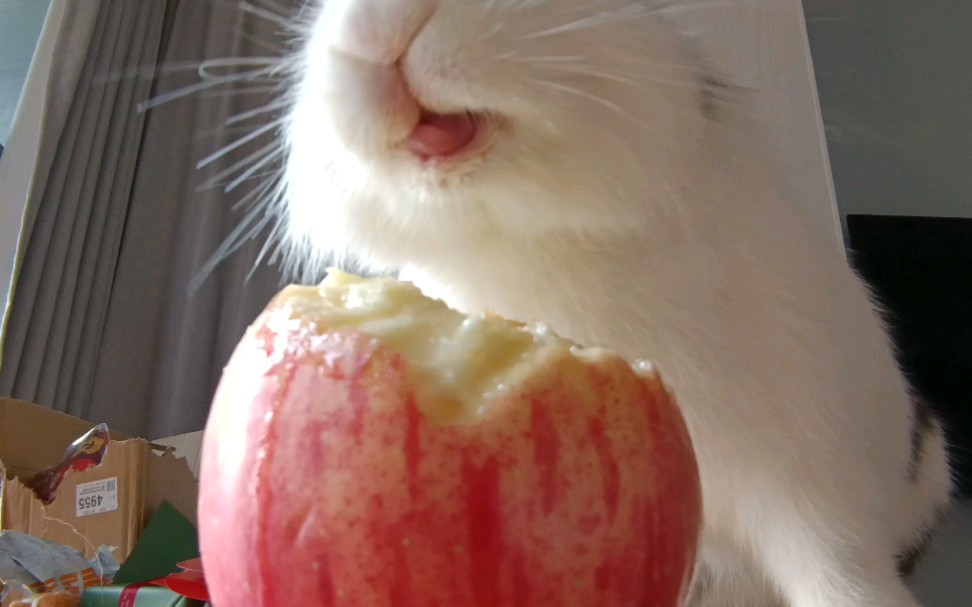 活动作品兔子开开心心吃苹果略略略