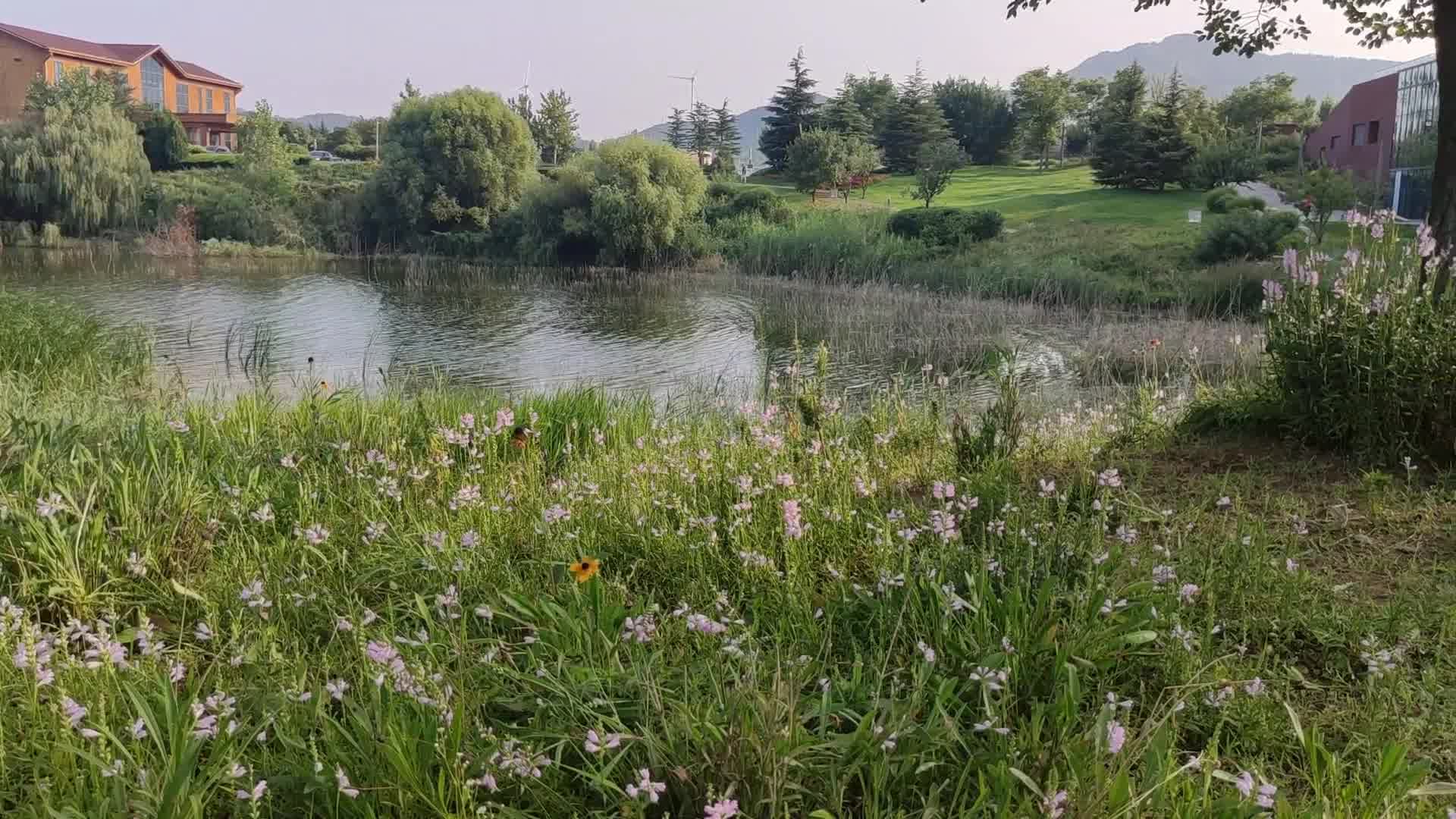 青岛西海岸初秋时节,中德生态园宛如欧洲小镇,湖边割草人如油画哔哩哔哩bilibili