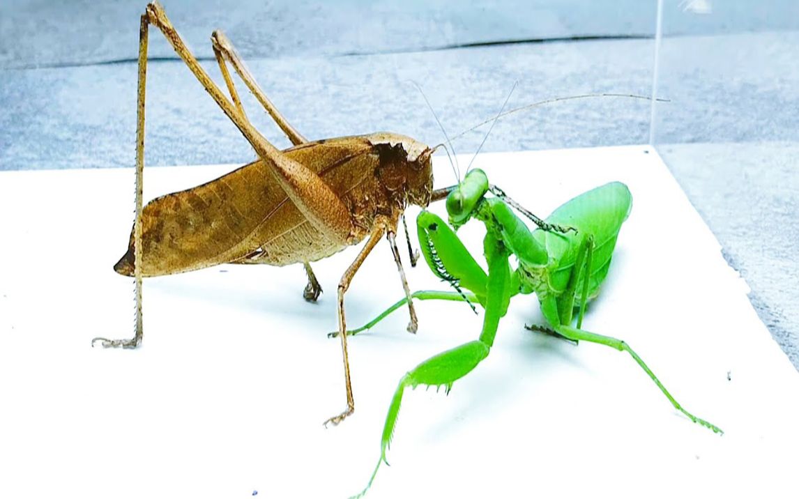 强者对战!螳螂vs食肉螽斯,奇怪的事情发生了!