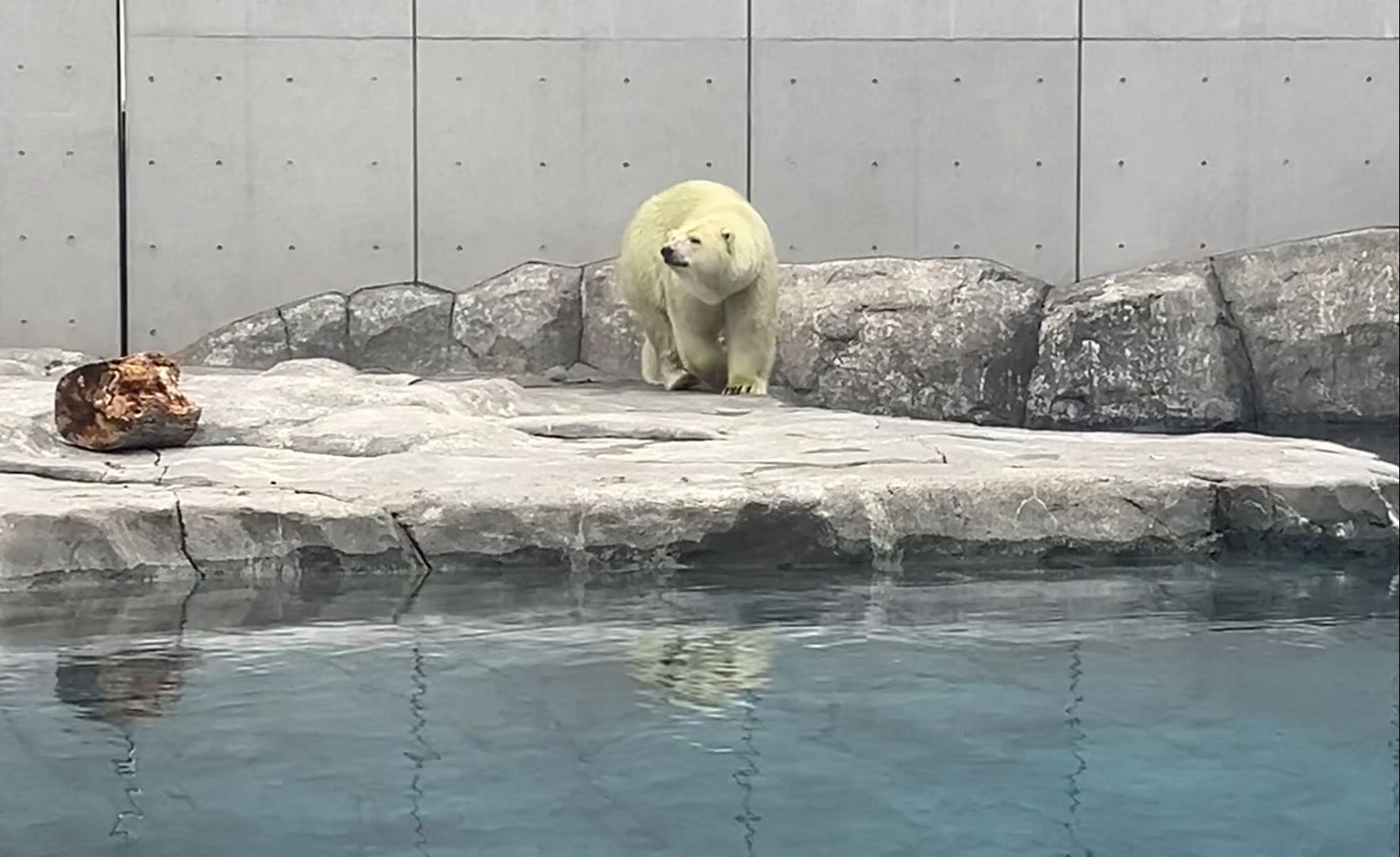 札幌市圆山动物园图片