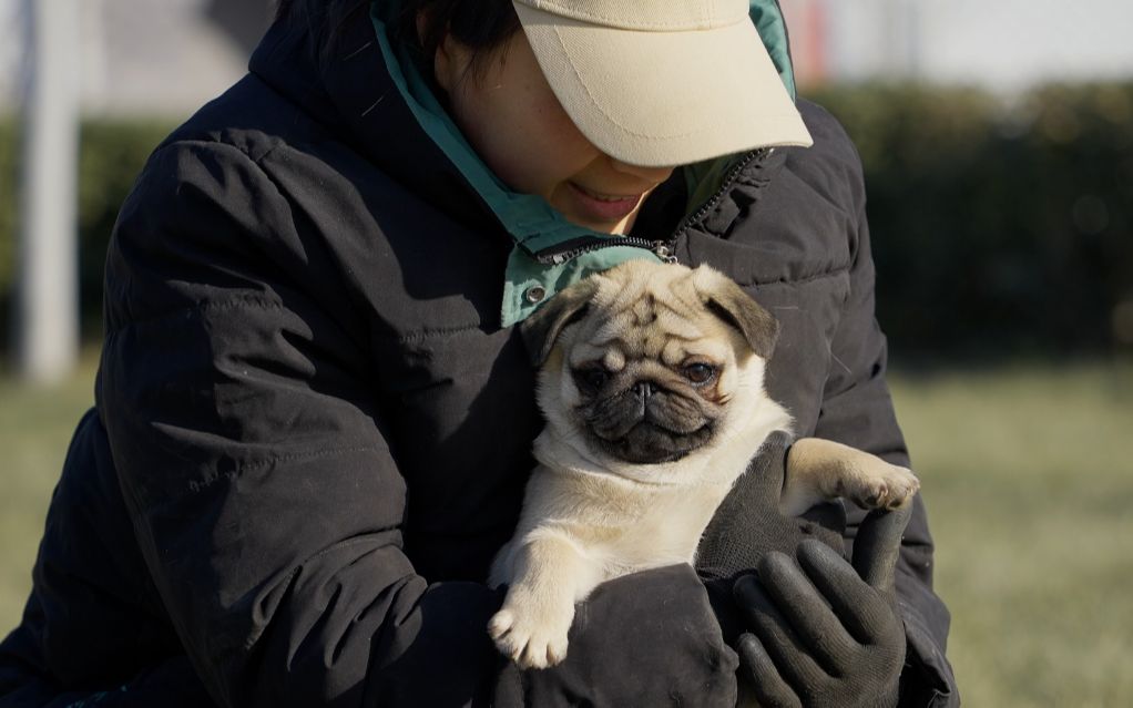 【巴哥犬】养这种狗最让人省心,走路都嫌累哪来的力气拆家?哔哩哔哩bilibili