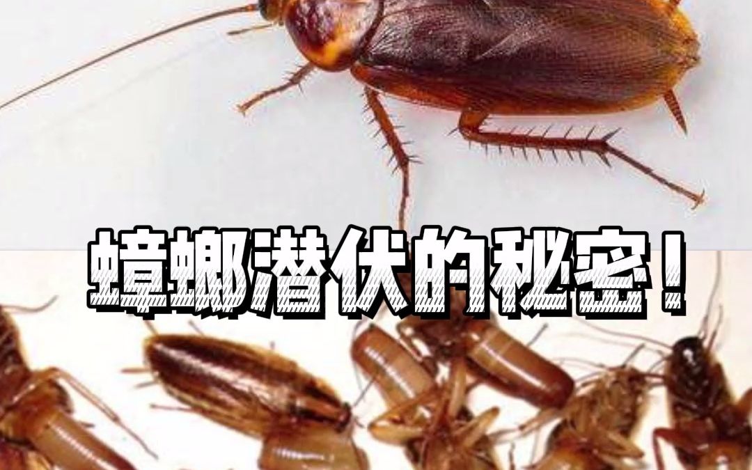 蟑螂为什么会叫小强?真的打不死吗?原来是因为蟑螂的卵鞘保护了它自己的虫卵,再厉害的杀虫剂也无可奈何,过几天又有了,所以感觉杀不死!只有高温...